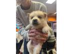 Adopt Snowball a Siberian Husky, Mixed Breed