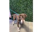 Adopt 55264335 a Husky, Mixed Breed