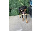 Adopt Phoebe* a Rottweiler, Mixed Breed