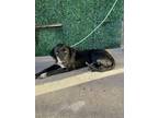Adopt Raven* a Retriever, Mixed Breed