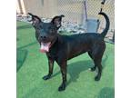 Adopt Gertrude* a Labrador Retriever, Mixed Breed