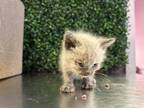 Adopt 55985906 a Siamese