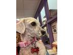 Adopt 56372160 a Miniature Poodle, Mixed Breed