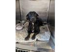 Adopt Avril a Dachshund, Mixed Breed