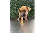 Adopt 56103135 a Boxer, Mixed Breed
