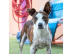 Adopt Sherry Baby* a Mixed Breed