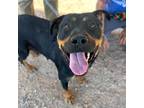 Adopt Valentina* a Rottweiler, Mixed Breed