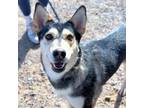 Adopt Bonnie a Siberian Husky, Mixed Breed