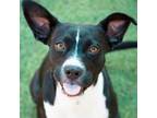 Adopt Janet* a English Setter, Mixed Breed