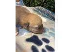 Adopt 56147477 a Pit Bull Terrier, Mixed Breed