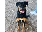 Adopt Luna a Rottweiler, Mixed Breed