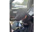 Adopt Pickles a Weimaraner, Mixed Breed