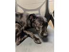 Adopt Ollie a Labrador Retriever, Mixed Breed