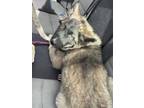 Adopt 55669574 a German Shepherd Dog, Mixed Breed