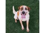 Adopt Seraphine* a Australian Cattle Dog / Blue Heeler, Mixed Breed