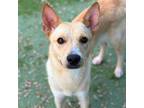 Adopt hershy a Shiba Inu, Husky