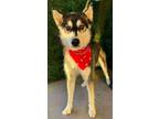 Adopt Esme* a Husky, Mixed Breed