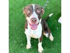 Adopt Foxy a Pointer, Mixed Breed