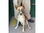 Adopt 56349081 a Shepherd, Husky