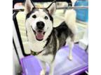 Adopt Cici* a Siberian Husky, Mixed Breed