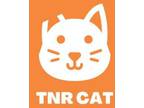 Adopt 56485284 a Domestic Short Hair