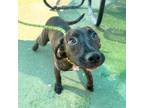 Adopt Seis Leches* a Plott Hound, Mixed Breed