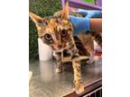 Adopt Bo Peep a Domestic Short Hair