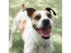 Adopt Margo a Boxer, Mixed Breed