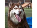 Adopt Thyla a Siberian Husky, Mixed Breed