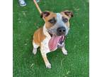 Adopt Cloud* a Australian Cattle Dog / Blue Heeler, Pit Bull Terrier