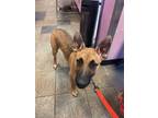 Adopt 56258141 a German Shepherd Dog, Mixed Breed