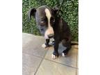 Adopt Priscilla* a Pit Bull Terrier, Mixed Breed