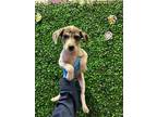 Adopt 56231269 a Retriever, Mixed Breed