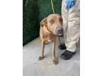 Adopt Sasha a Labrador Retriever, Mixed Breed