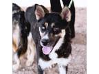 Adopt Syrena* a Siberian Husky, Shepherd
