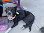 Adopt 56568497 a Collie, Mixed Breed