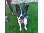 Adopt Samphire* a Australian Cattle Dog / Blue Heeler, Pit Bull Terrier