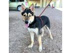 Adopt LUNA a Siberian Husky, Shepherd