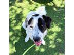 Adopt roxy a Border Collie, Mixed Breed