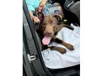 Adopt Sprout a Pit Bull Terrier
