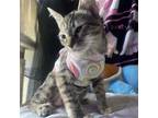 Adopt Missy a American Shorthair