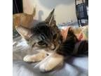 Adopt Honey a American Shorthair