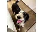 Adopt Kira a Schnauzer, Border Collie