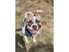 Adopt Cherie a Pit Bull Terrier, Mixed Breed