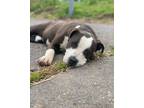 Adopt Ruby a Pit Bull Terrier