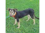 Adopt Gemma a Australian Kelpie, Mixed Breed
