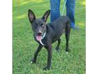 Adopt Geri a Labrador Retriever, Mixed Breed