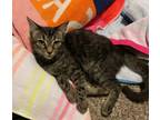Adopt Juniper a Domestic Short Hair, Tabby