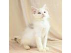 Adopt Annie a Domestic Long Hair