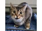 Adopt Judy a American Shorthair